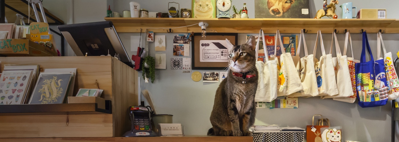 店铺收银台上的一只猫